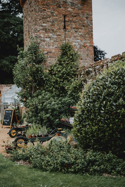 Trimming Trees and Shrubs: A How-To Guide