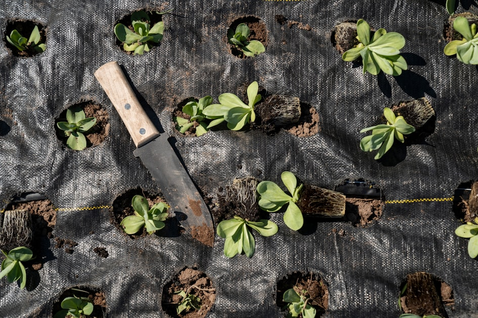 Garden Maintenance: Key Practices for Success